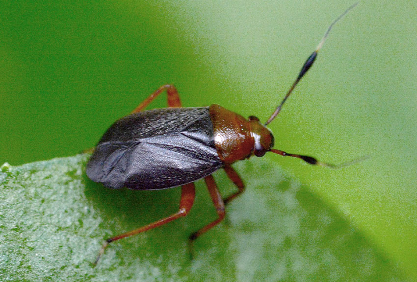 Miridae: Capsus ater